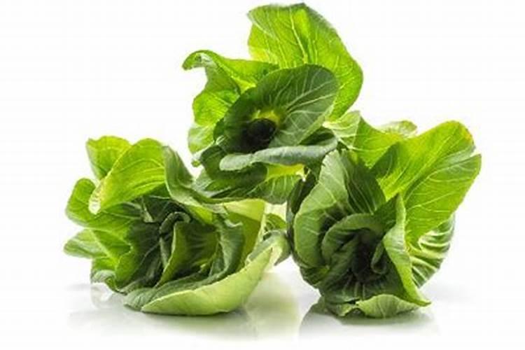 长寿花施什么肥好