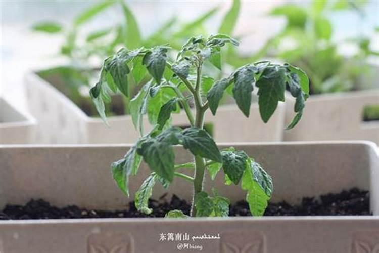 西红柿施肥的正确方法