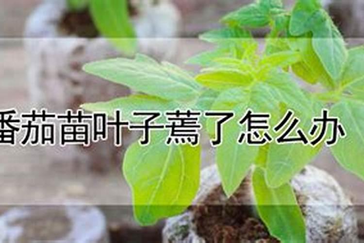 西红柿最好的肥料是什么？