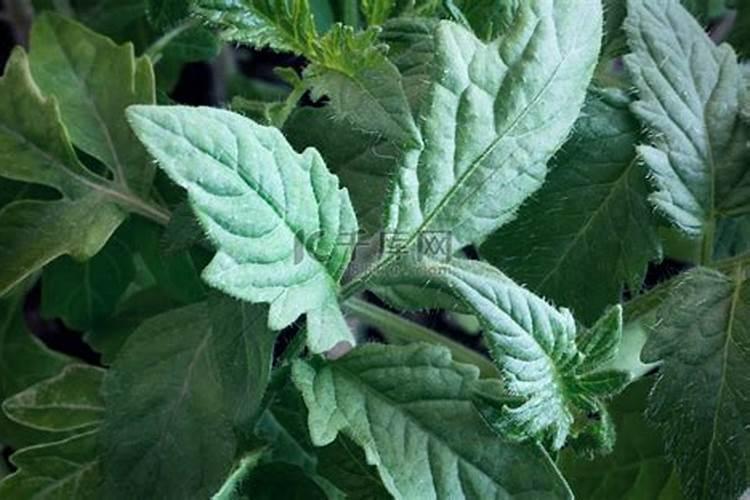 番茄苗移栽后几天施肥 番茄苗的追肥要求