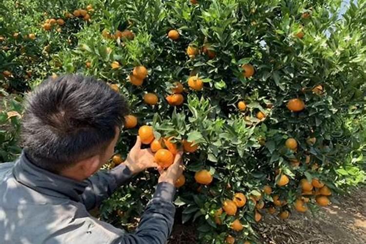 柑橘树施什么复合肥好呢？一年要施多少次？(大树)