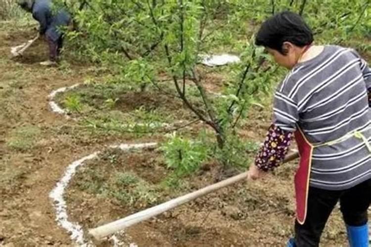 什么时候打叶面肥最