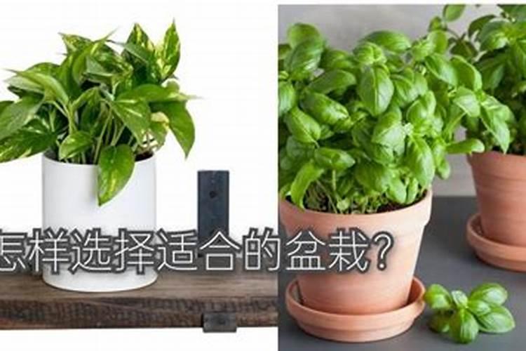 豆角花期用什么肥最好