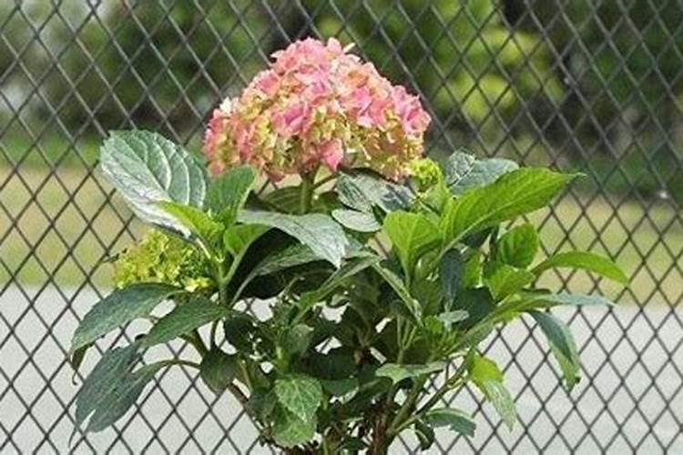 什么花该浇什么肥料.