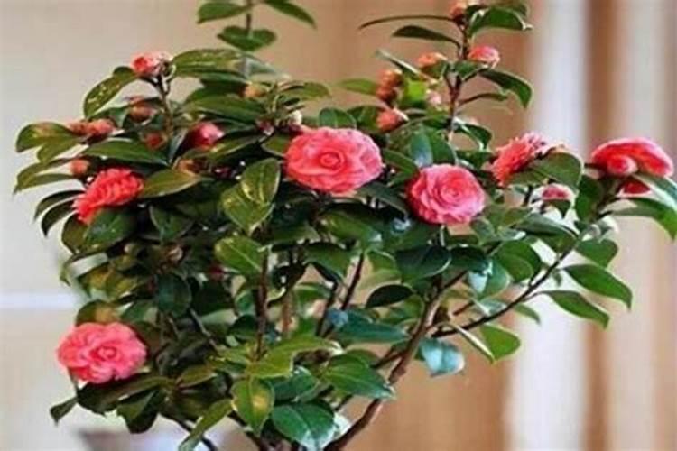 茶花树枝干干枯落叶如何解决？