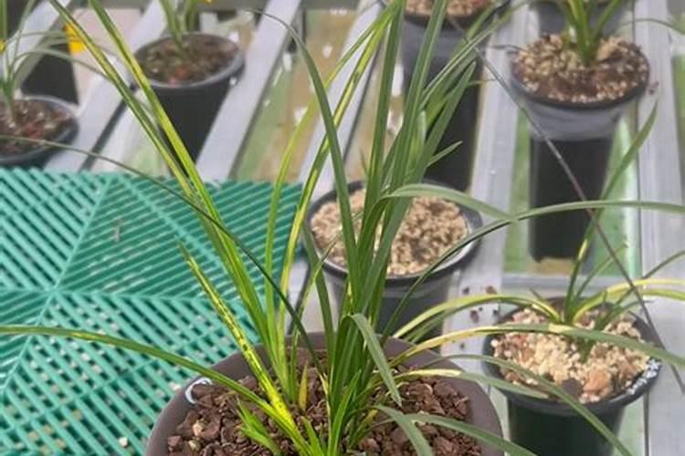 种植豆角想要高产底肥的管理,该如何去掌握？