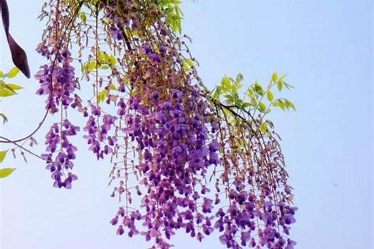 紫藤花叶子发黄怎么办