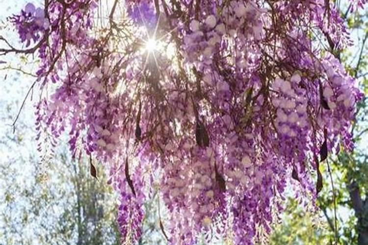 紫藤施什么肥最好