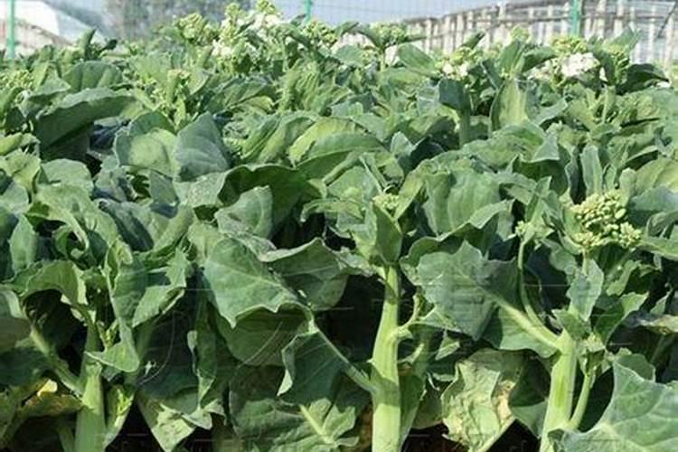 芥兰菜在北方什么时候适合播种