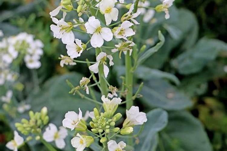 芥兰菜在北方什么时候适合播种