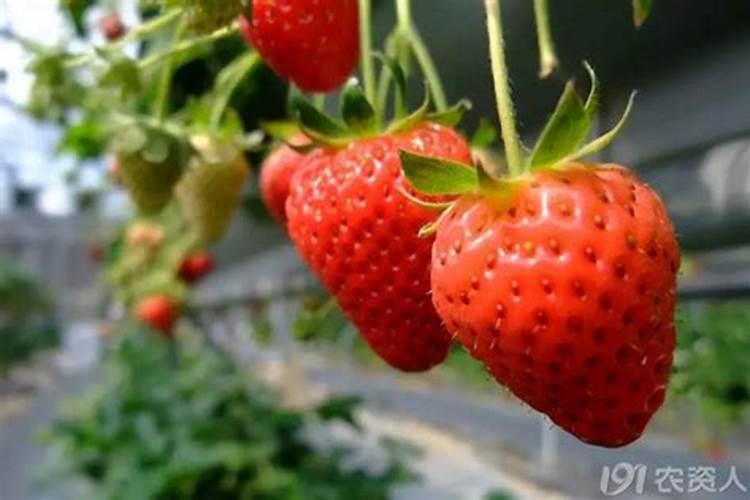 转基因大豆可沤肥种菜吗