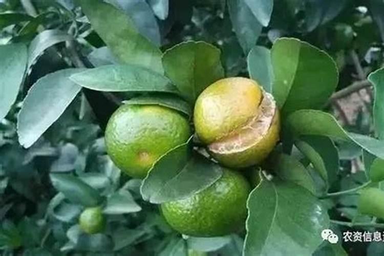 家里种橘子叶发黄该怎么办？缺什么元素？