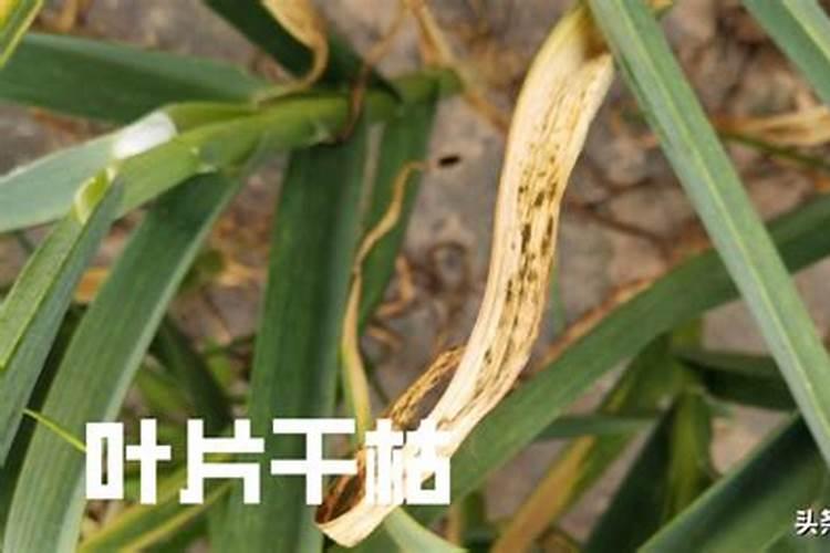 红掌是水栽好还是土栽好？