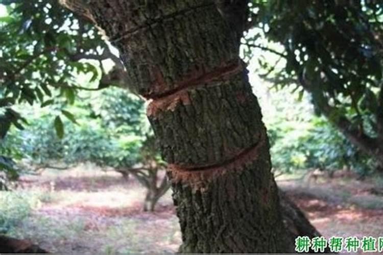 龙眼开花可以施肥吗
