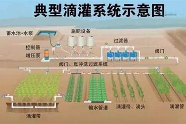蜜薯和红薯什么区别