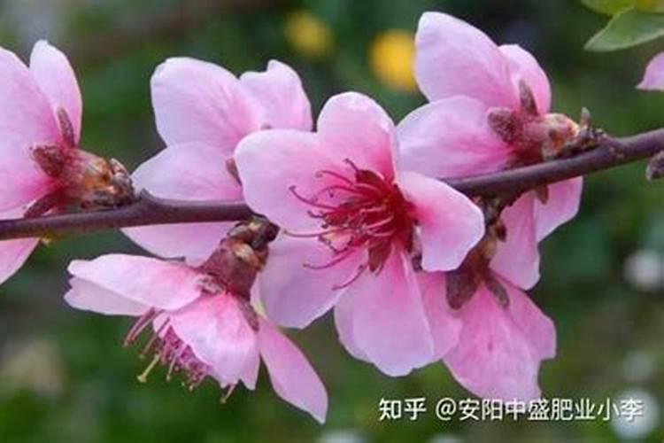 桃花 我的植物朋友作文400字