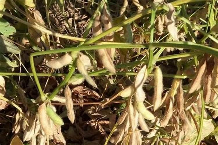 烟草复合肥的氮磷钾比例是多少？ 四川宜宾当地烤烟移栽的基肥有哪些...