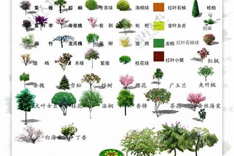 桉树有哪些价值？