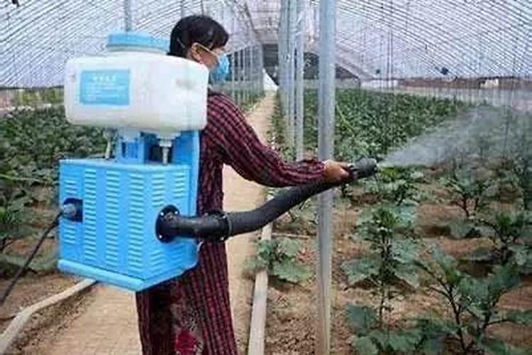 月季如何施肥 氮肥