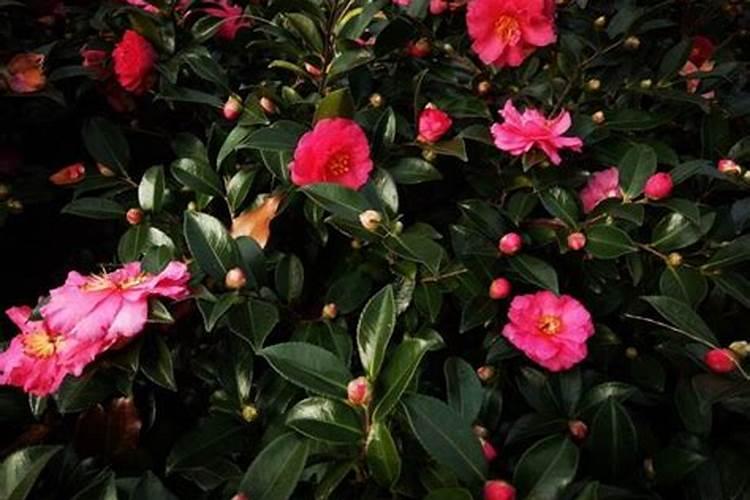 茶花肥料用啥子比较好