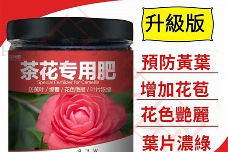 茶花什么时候施肥 茶花施肥用什么肥料