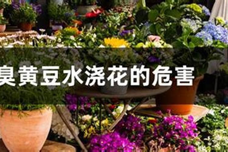 浇花肥水一屋子臭味怎么办