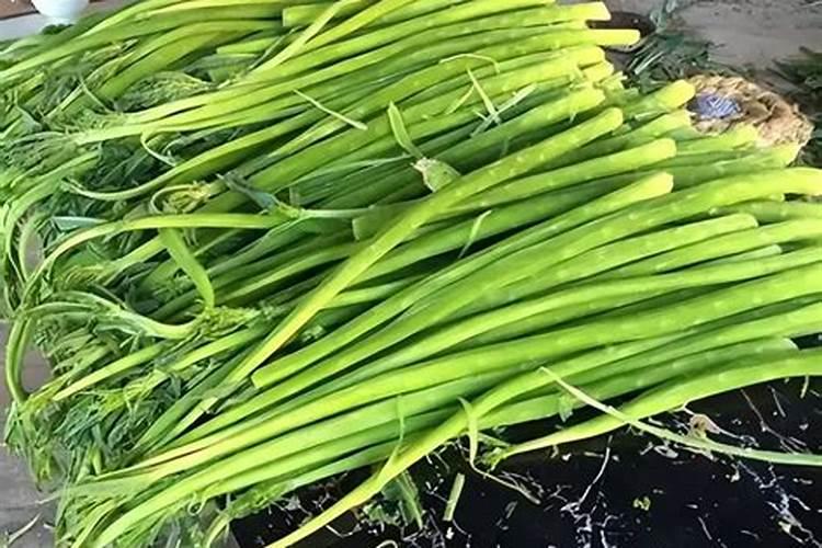 山蜇菜怎么种植技术