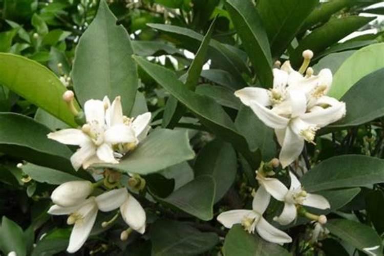 种植脐橙如何施肥效果更好？
