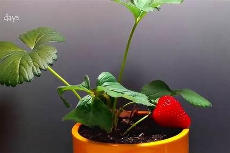 草莓打花苞多久开花 草莓的花苞需要多长时间才会开放？