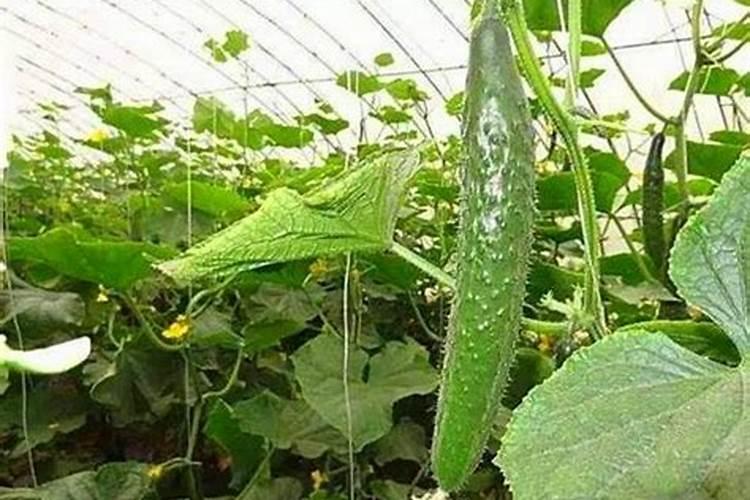 籽用西葫芦瓜全座不住怎么回事？怎么预防这种情况？,、、、先期种植不用...
