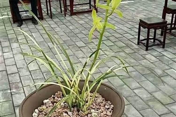 凤凰冠兰花的养殖方法是什么？