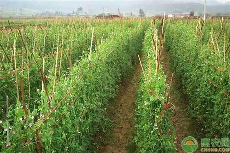 豌豆高产种植技术 豌豆怎么施肥