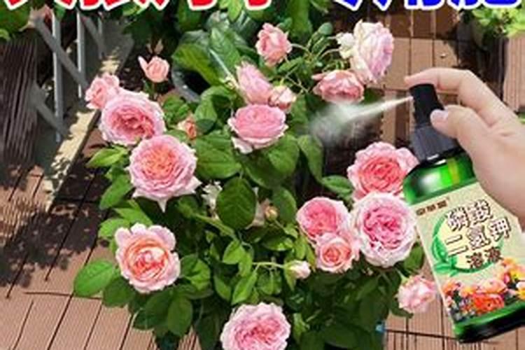 月季新手花友的基础养护方法