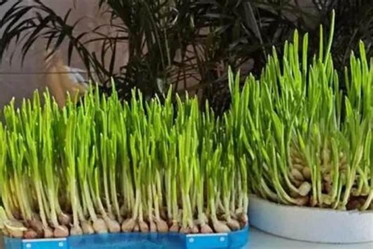 鱼蛋白对植物的作用