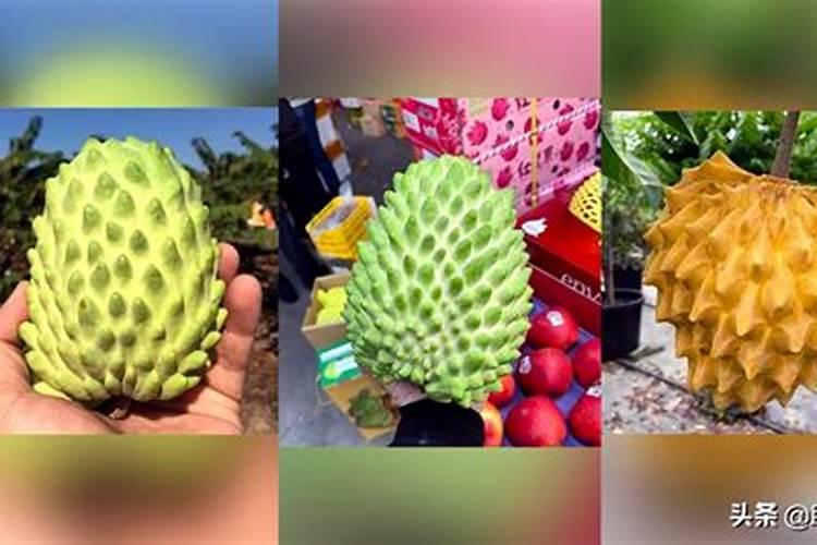 种水稻用什么肥料最好