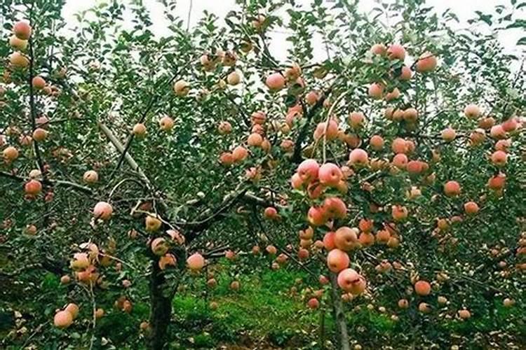 苹果树补钙的叶面肥有哪些苹果树叶面肥一年喷几次都喷什么肥