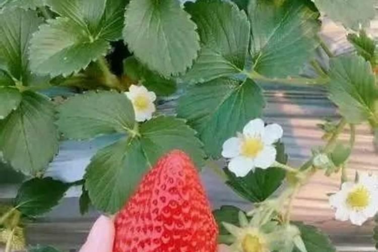 开花结果时施什么肥