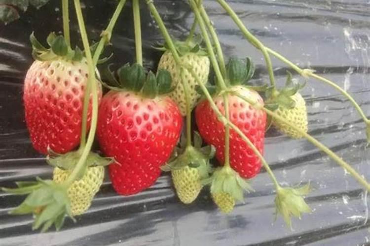 大棚草莓提苗用什么叶面肥？草莓结果适合什么肥？草莓膨果增甜用...