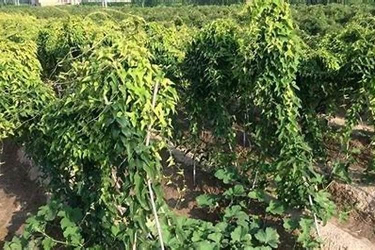 棉粕脱毒剂棉粕菜粕发酵前后的毒素对比
