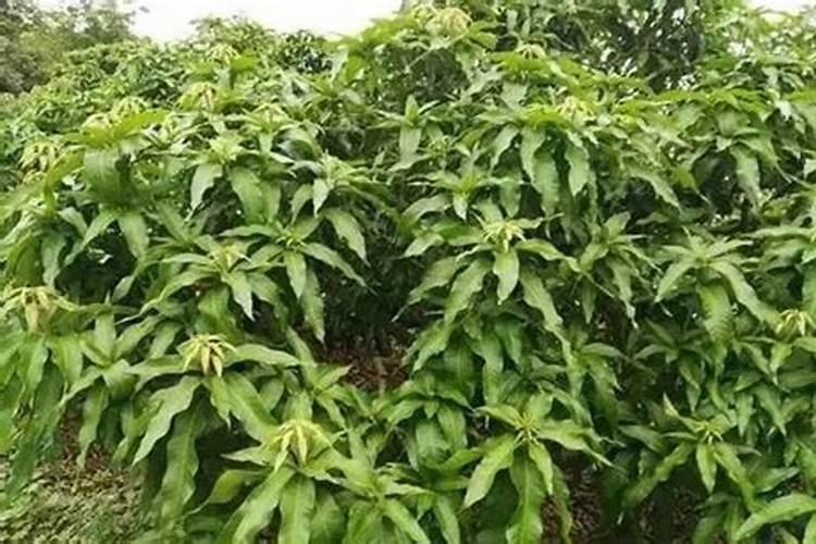 如何管理芒果