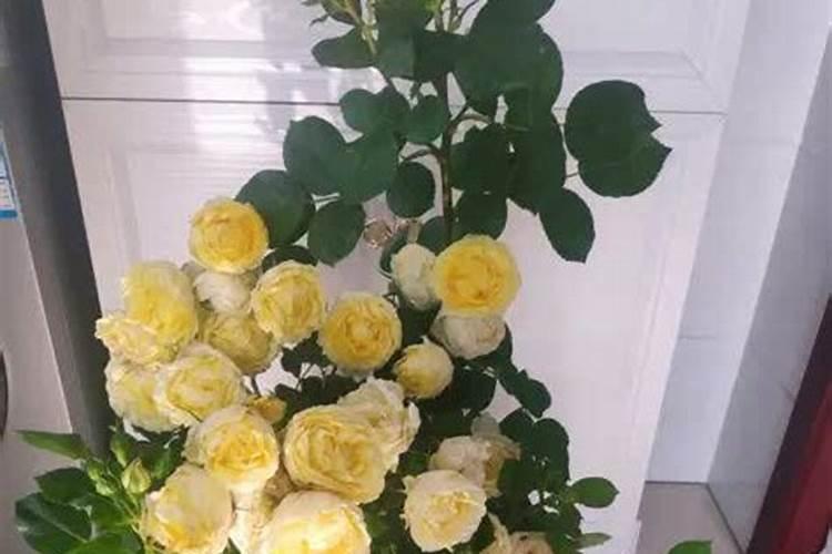 花生如何施基肥和种肥 花生如何施菌肥及微肥