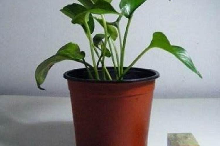 东北春节上市的发芽葱种植方法、
