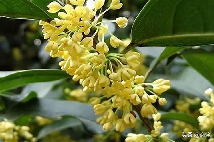 桂花施什么肥料最好