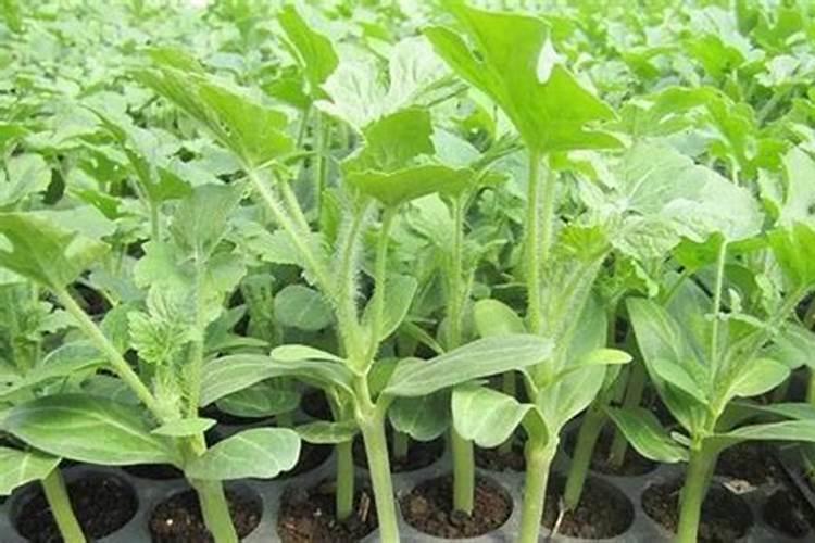 大棚豆角的种植方法