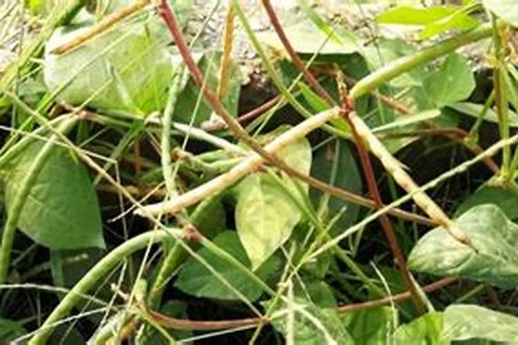 红小豆生长期需要喷施什么肥料？