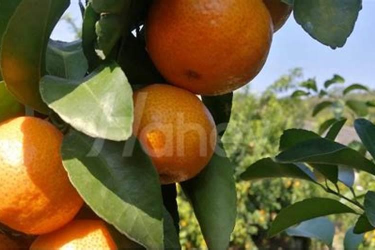 春季柑橘琳树发芽前可以喷施硼肥吗？