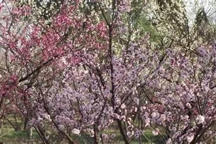 梅花夏季怎么养 夏天怕高温吗