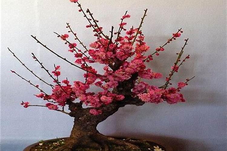 梅花施肥用哪种肥料,梅花施肥时间和方法