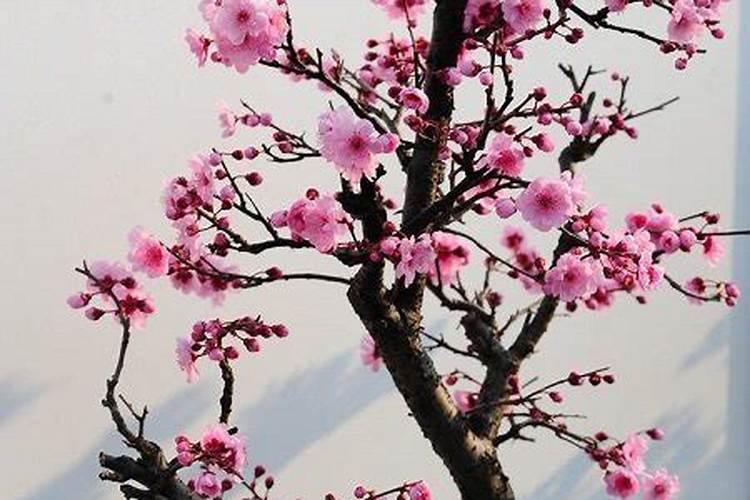 梅花施肥时间和方法 梅花施肥用哪种肥料