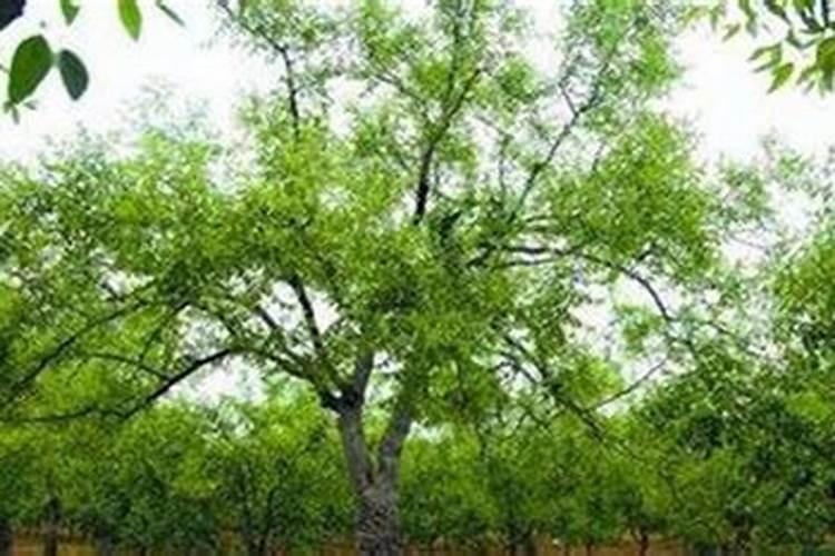 枣树施肥的最佳时间